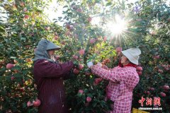 山东荣成：金秋苹果飘香